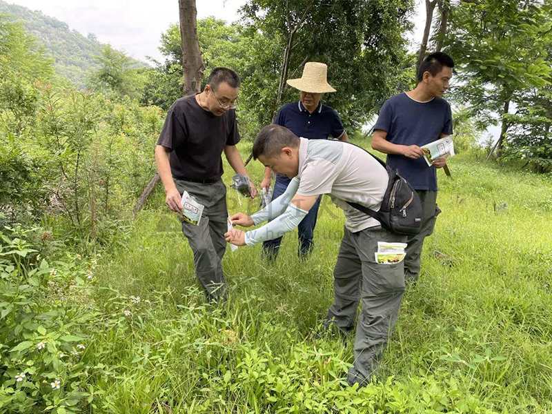 攀枝花苏铁保护中心与市森防站联合开展红火蚁防治工作