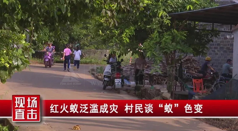 临高县：“狙击”红火蚁