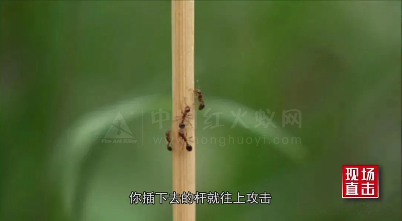 临高县：“狙击”红火蚁