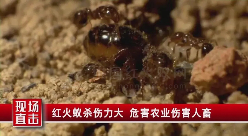 临高县：“狙击”红火蚁