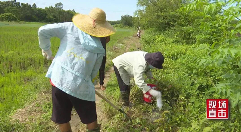 临高县：“狙击”红火蚁