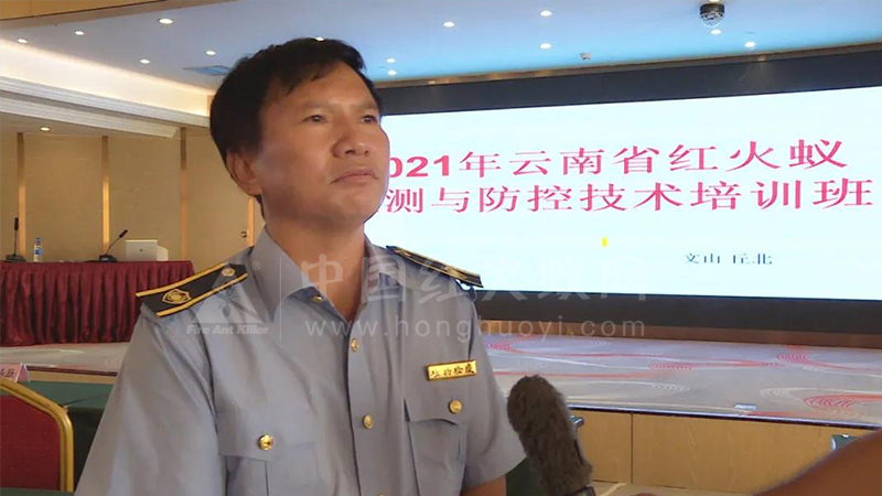 红火蚁危险!!云南省专家在丘北支招如何防控