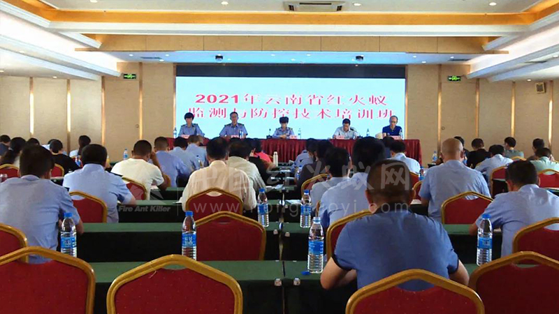 红火蚁危险!!云南省专家在丘北支招如何防控