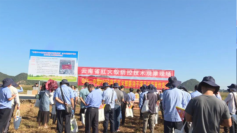 红火蚁危险!!云南省专家在丘北支招如何防控