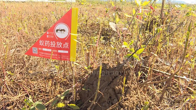 红火蚁危险!!云南省专家在丘北支招如何防控