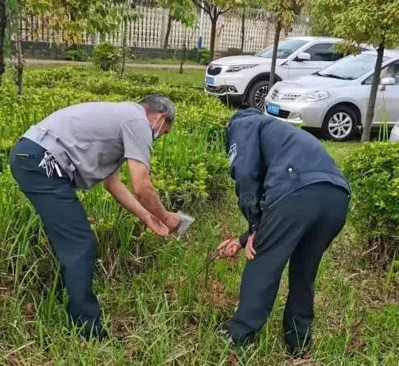 晋宁区第四中学“红火蚁”等病虫害防治工作初有成效