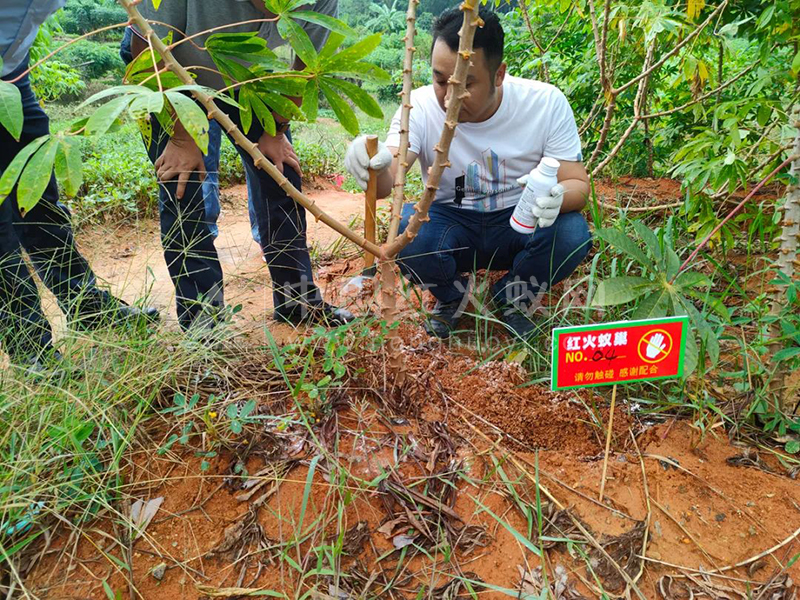 警惕！肇庆这些地方发现红火蚁出没！目前已开展灭蚁行动……