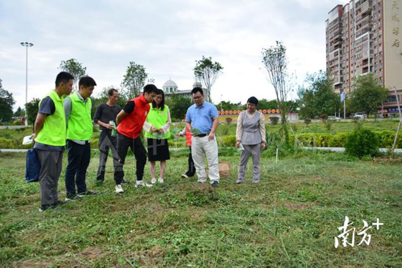 阳山七拱实施“三步走战略”打响红火蚁“阻击战”