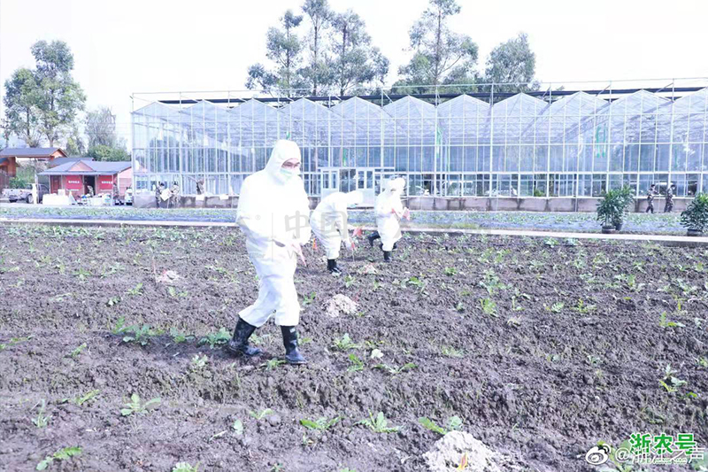 浙江举行模拟演练，打好红火蚁疫情防控阻截战