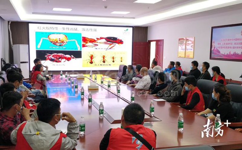 下降逾千亩｜连州龙坪全力防控红火蚁