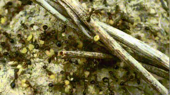 红绝红火蚁防控专用药剂