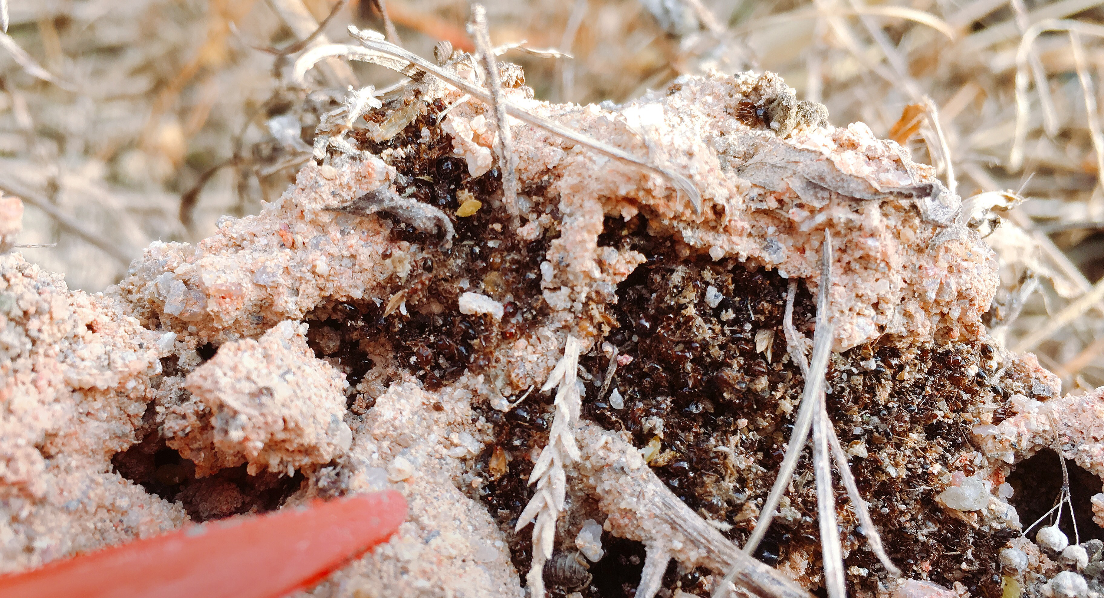 红绝红火蚁防控专用药剂