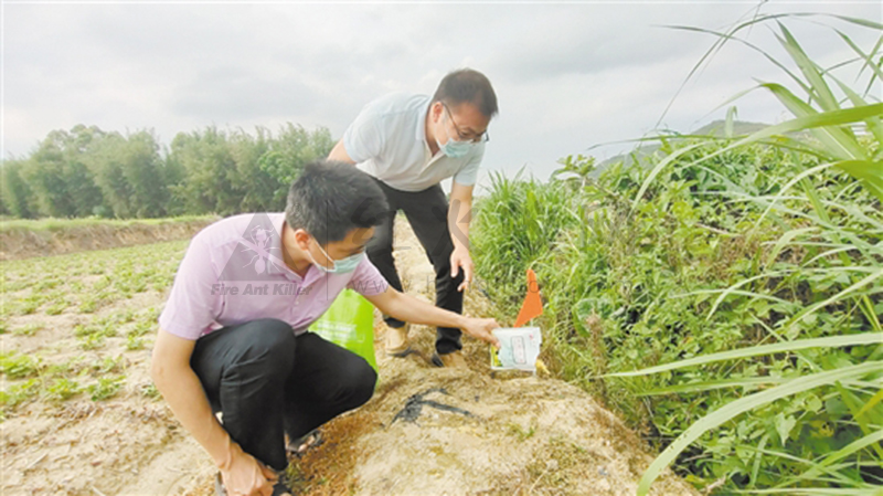 恩平打响红火蚁防治“攻坚战” “人防+物防”双向强力推进