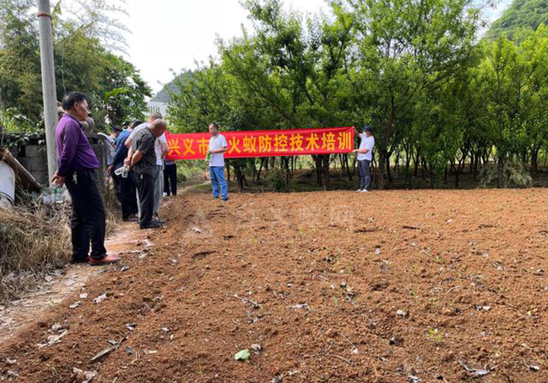 注意！天气渐热 谨防红火蚁