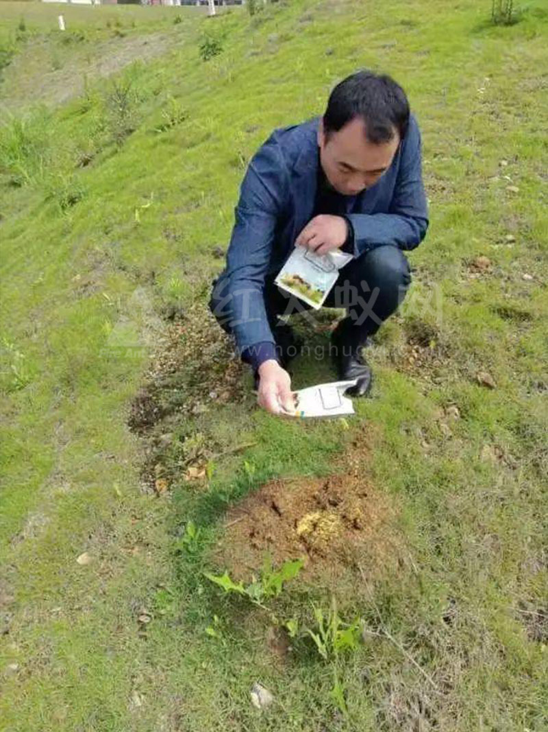 仰天岗办事处开展红火蚁防控工作