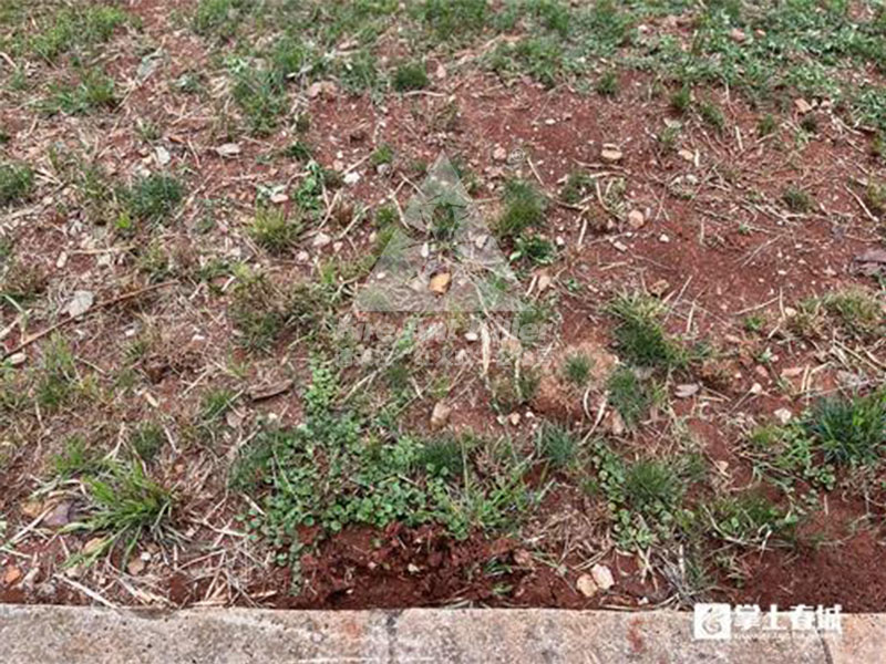 提醒！红火蚁“扎堆”官南大道绿化带户外活动谨防蛰伤