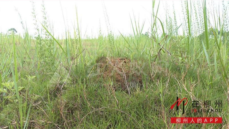 欧阳岭一带的红火蚁蚁巢。