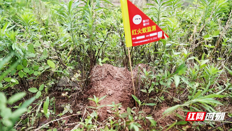 组图丨超危险红火蚁高清大特写,看到它最好离远点