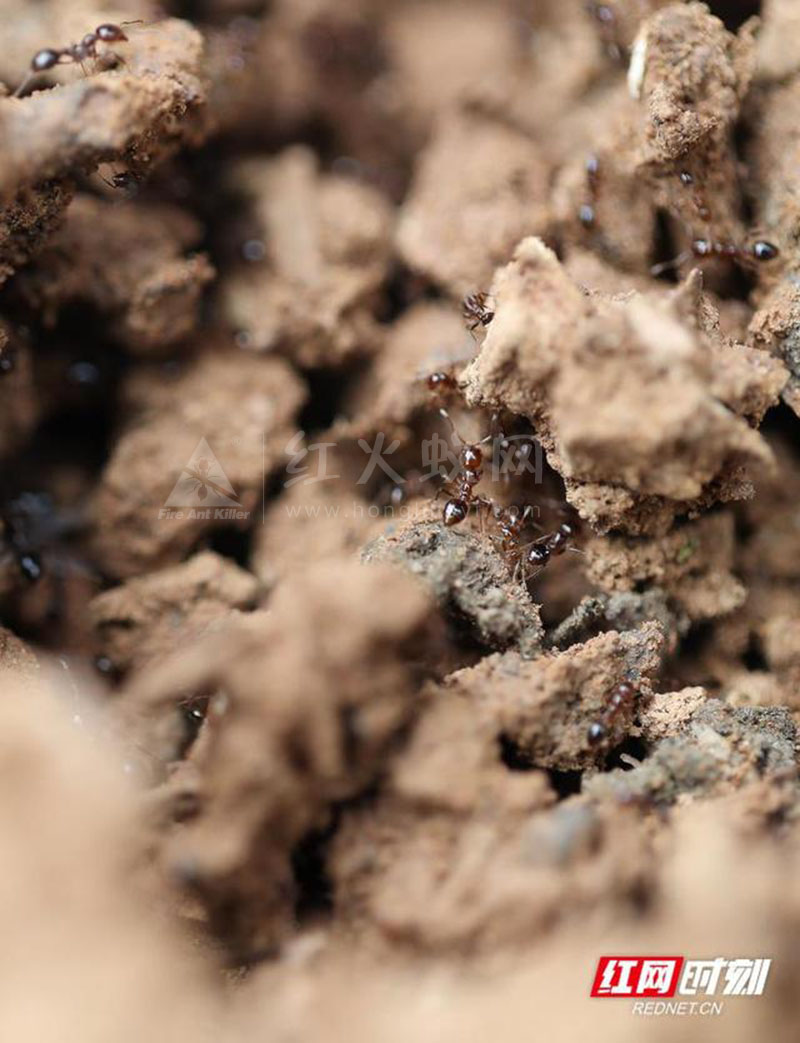 组图丨超危险红火蚁高清大特写,看到它最好离远点