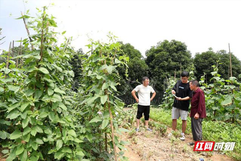 组图丨超危险红火蚁高清大特写,看到它最好离远点