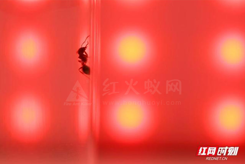 组图丨超危险红火蚁高清大特写,看到它最好离远点