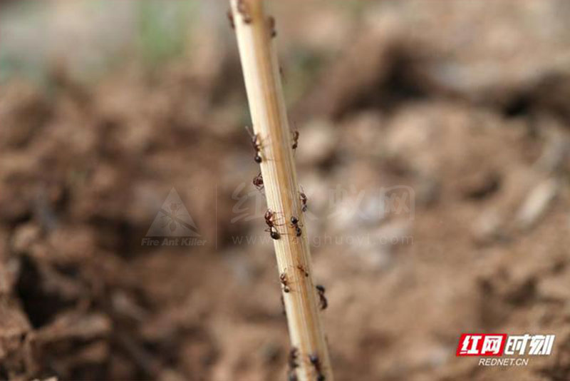 组图丨超危险红火蚁高清大特写,看到它最好离远点
