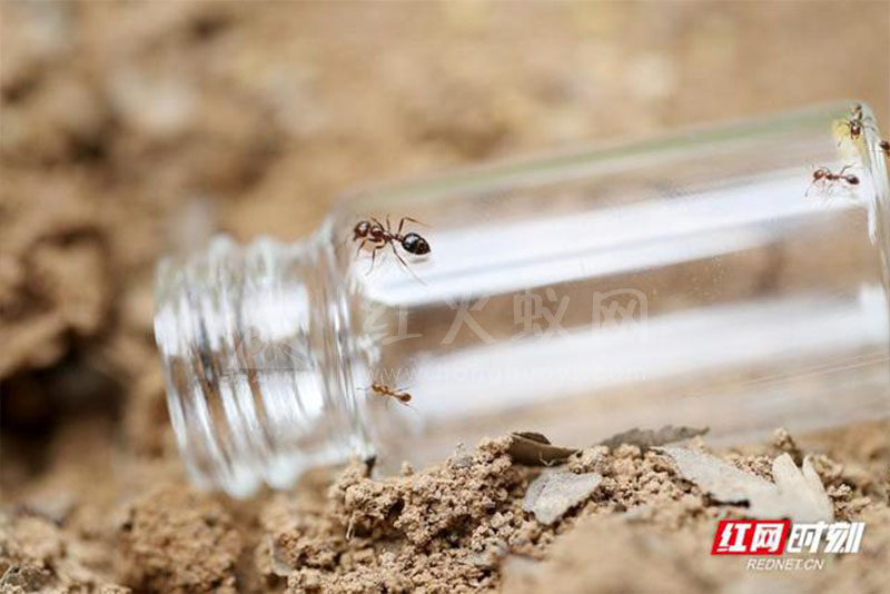 组图丨超危险红火蚁高清大特写,看到它最好离远点