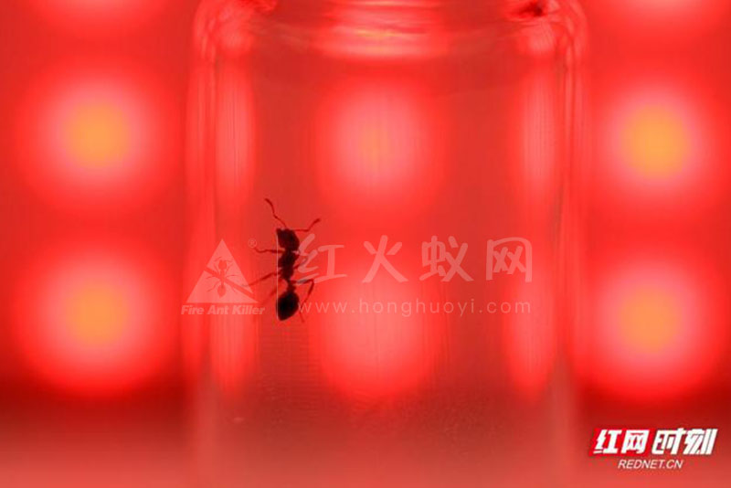 组图丨超危险红火蚁高清大特写,看到它最好离远点