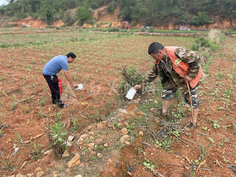 韩所社区积极开展红火蚁防控行动