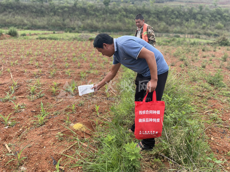 韩所社区积极开展红火蚁防控行动